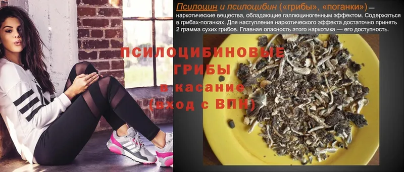 Галлюциногенные грибы Psilocybe  Грозный 