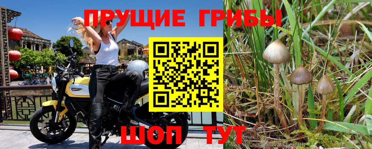 Псилоцибиновые грибы Cubensis Грозный